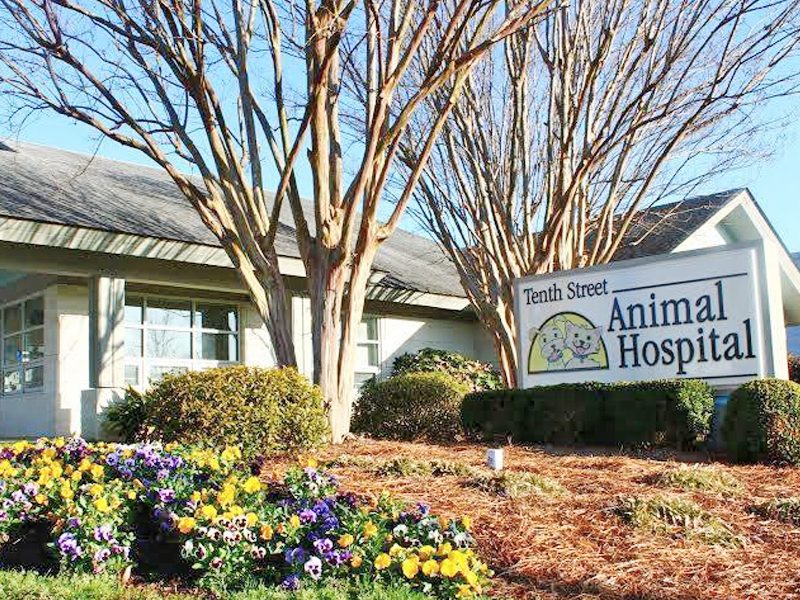 Tenth Street Animal Hospital in Greenville, NC