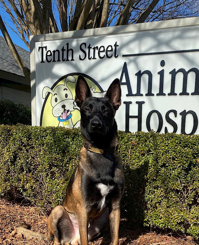 Dog in front of Tenth Street Animal Hospital sign