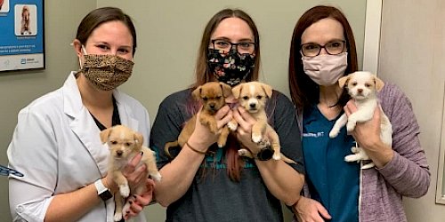 Our team with puppies at Tenth Street Animal Hospital
