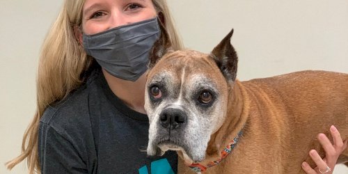 Vet with dog at Tenth Street Animal Hospital